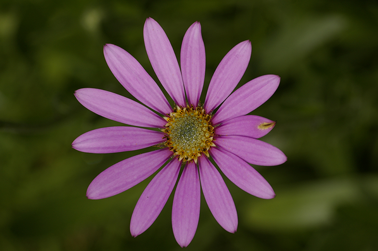 pink-flower